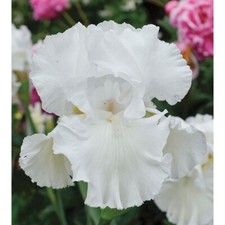 Immortality iris plant for sale  Summerville