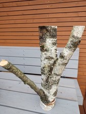 Legno tronco betulla usato  Spedire a Italy
