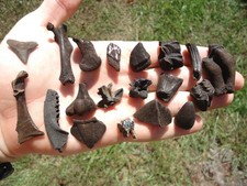 Florida fossil tooth for sale  Tallahassee