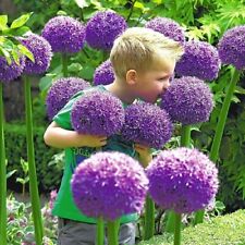 Gladiato allium gladiator for sale  Marietta