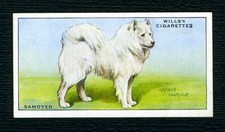 Samoyed wills 1937 for sale  COLEFORD