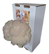 Lions mane mushroom for sale  WORCESTER