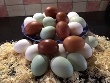 Mixed selection eggs for sale  PLYMOUTH