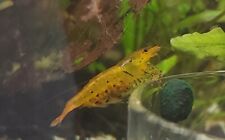 Tangerine tigers shrimp for sale  Jasper