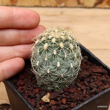 sclerocactus usato  Trevi