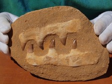 Grande seção de mandíbula de dinossauro mosasauro dentes fósseis enormes 100 milhões de anos   comprar usado  Enviando para Brazil