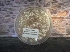 Petri dish lions for sale  ST. NEOTS