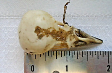 Real starling skull for sale  Bethlehem