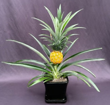 Flowering fruiting pineapple for sale  Patchogue