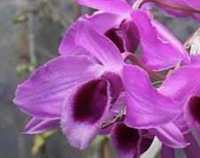 Dendrobium nestor large for sale  Bogalusa
