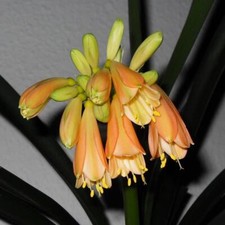 Clivie clivia cyrtanthiflora gebraucht kaufen  Deichhorst