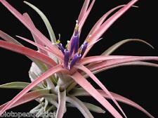 Tillandsia large capitata for sale  DRONFIELD