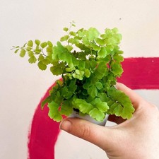 Adiantum raddianum fritz for sale  BRISTOL