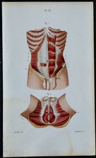 1852 myology anatomy d'occasion  Expédié en Belgium