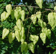 Samen winterharte lampion gebraucht kaufen Samen winterharte lampion gebraucht kaufen  Calw