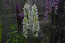 Hardy orchid. dactylorhiza for sale  LEEDS