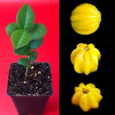 Pitangatuba star cherry for sale  Jupiter
