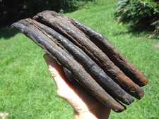 Huge 3.5lb megafauna for sale  Tallahassee