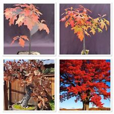 Red oak bonsai for sale  GLOUCESTER