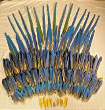 Macaw feathers blue for sale  Gardnerville