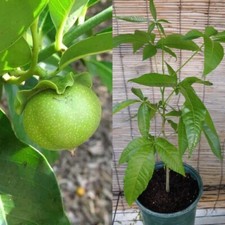 White sapote redlands for sale  Winter Park