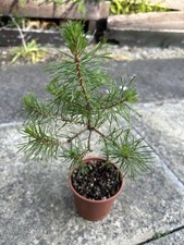 Scots pine trees for sale  MELTON MOWBRAY