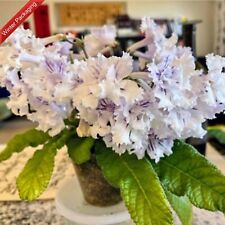 Streptocarpus bristol poodle for sale  BIRMINGHAM