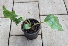Fledermausblume tacca chantrie gebraucht kaufen  Bernau