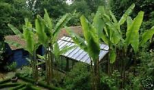 Faser bananen palmen gebraucht kaufen  Kaiserslautern