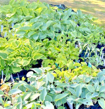 Hosta collection potted for sale  WIGTON