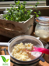 Milk kefir grains for sale  SEVENOAKS