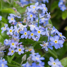 Myosotis mon amie for sale  UK