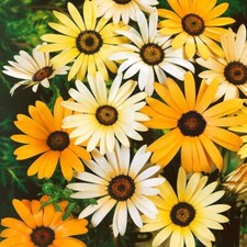100 african daisy for sale  Buffalo