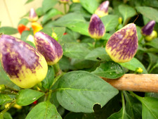 Firecracker chilli hot for sale  LONDON