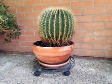 Cactus usato  Correggio
