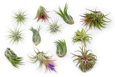Pack assorted ionantha for sale  Magnolia