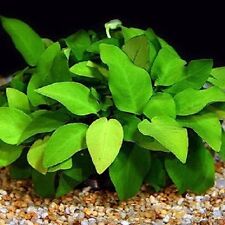 Nouveau anubia nana d'occasion  Krautergersheim