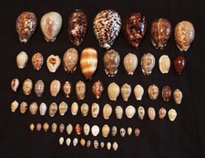 Piece cowrie selection for sale  HARLOW