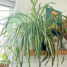 Fully rooted live for sale  Culver City