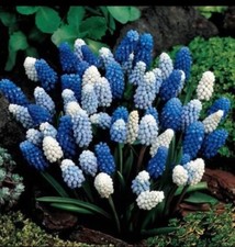Muscari grape hyacinths for sale  Charlotte