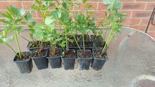 Lovage herb plants for sale  WISBECH