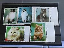 Sharjah pedigree cats for sale  HOVE