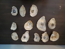 Lot oyster shells for sale  Columbia