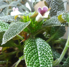 Nautilocalyx sp. ecuador for sale  Lexington