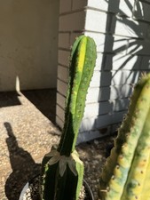 Cactus rari talea usato  Trevenzuolo