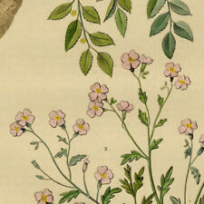 Botanique Fleur Jujubier & Julienne Jujuba - Gravure originale XIXe comprar usado  Enviando para Brazil