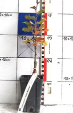 Fagus sylv rohan gebraucht kaufen Fagus sylv rohan gebraucht kaufen  Bad Bergzabern