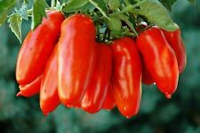 Semi mazzo pomodoro usato  Reggio Calabria