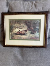 pheasant prints for sale  HOOK