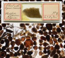 Haydon chert algeria for sale  Lexington